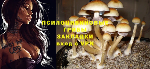прущие грибы Вяземский