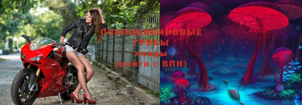 прущие грибы Вяземский