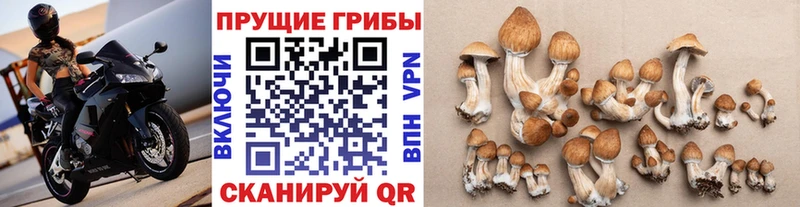 купить   Новохопёрск  Псилоцибиновые грибы Magic Shrooms 